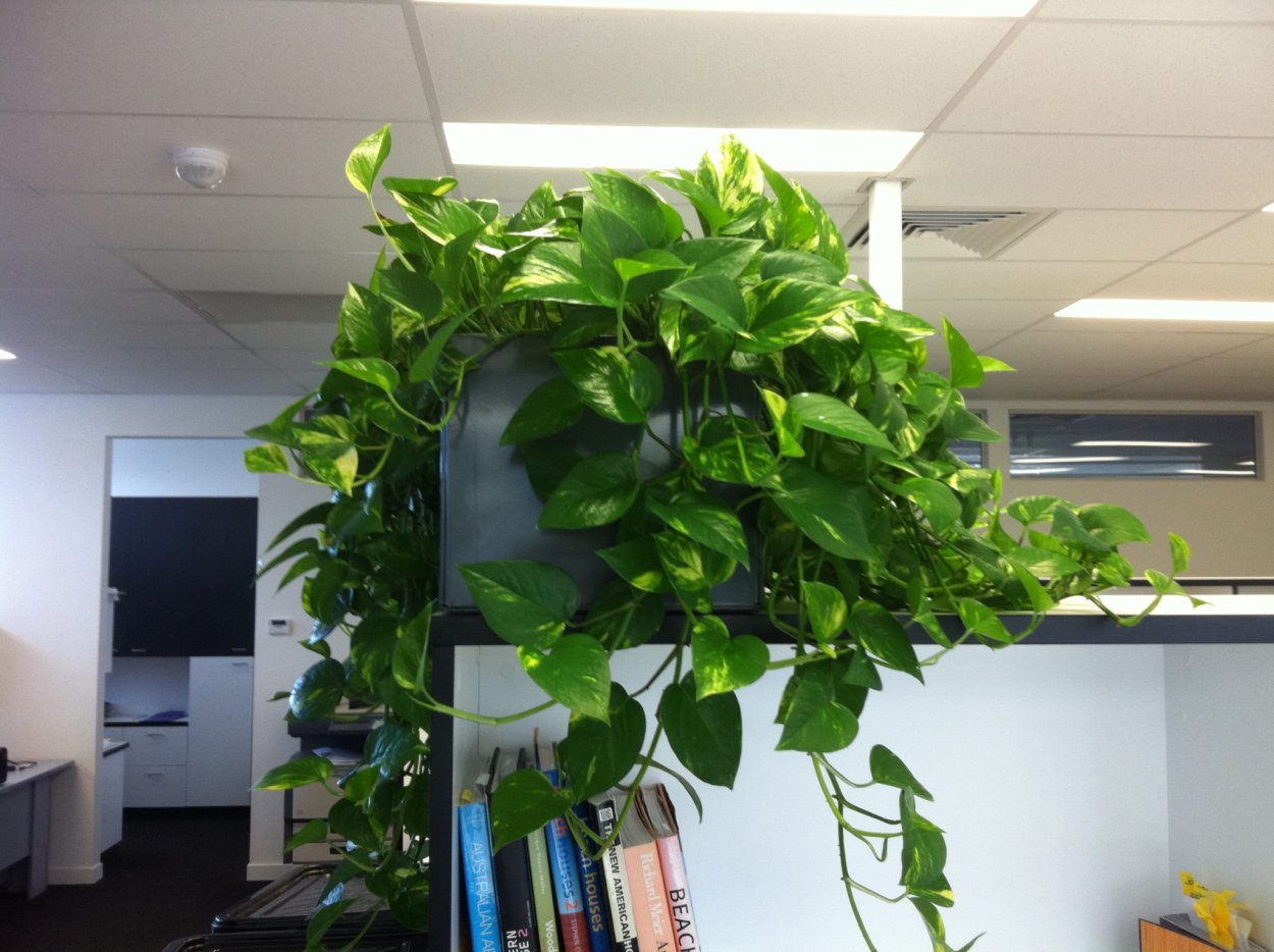 Хойя сциндапсус