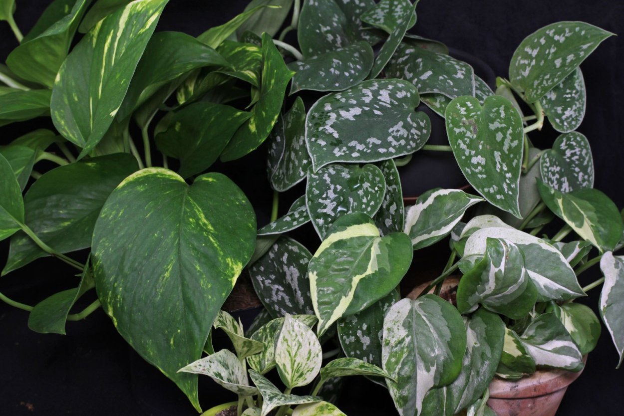 Лиана сциндапсус Эпипремнум