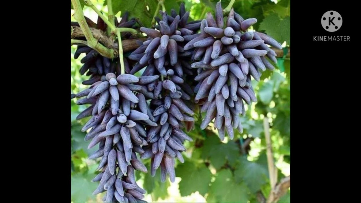 Блэк фингер сорт винограда Блэк