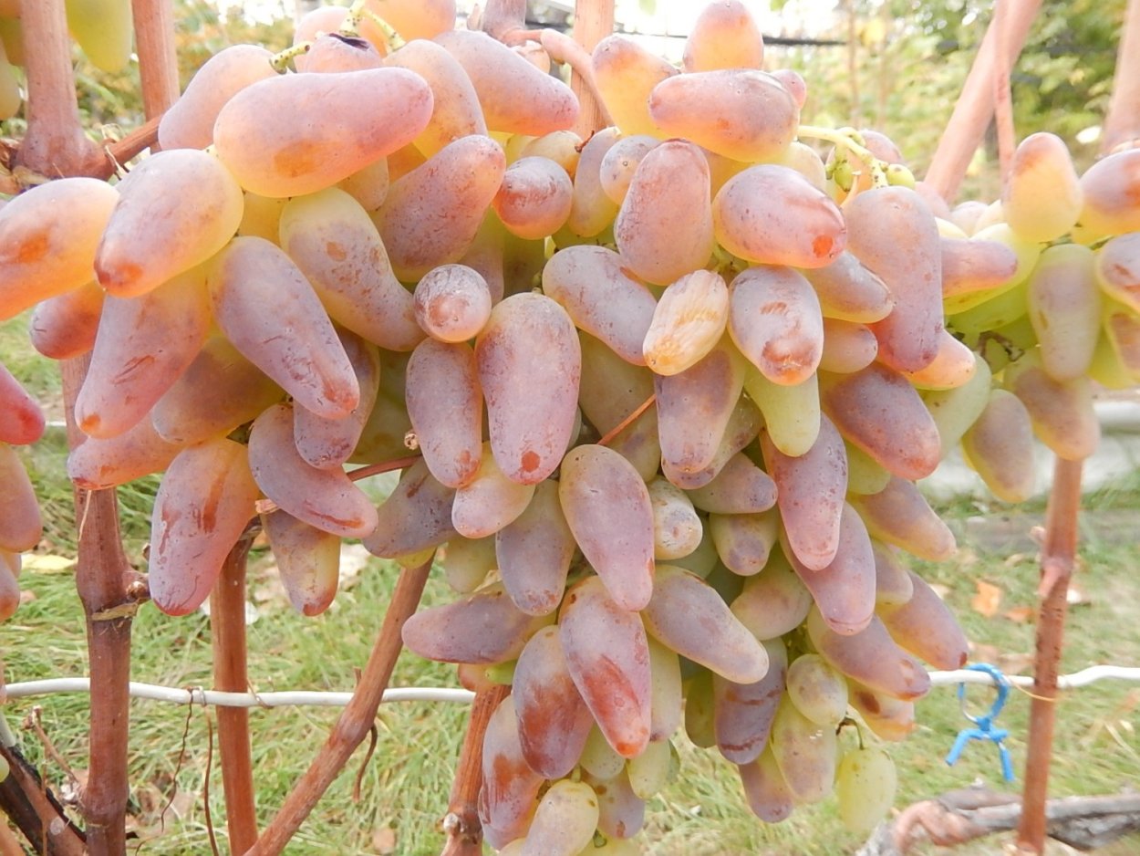 Сорт винограда фингер