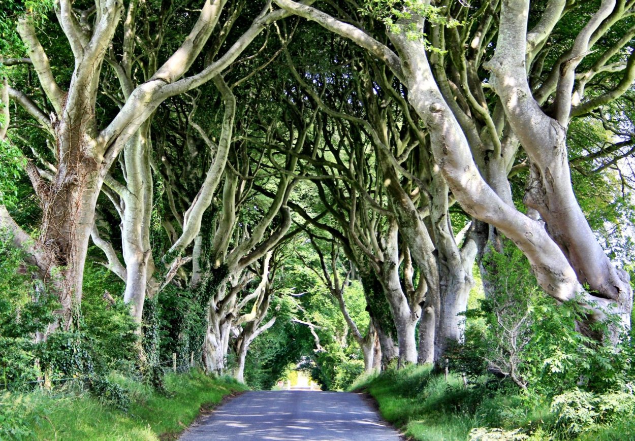 Дарк Хеджес, Северная Ирландия (Dark Hedges)