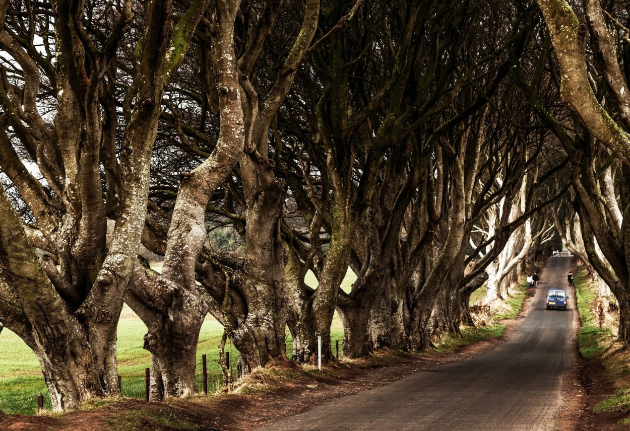 Буковая аллея Шотландия