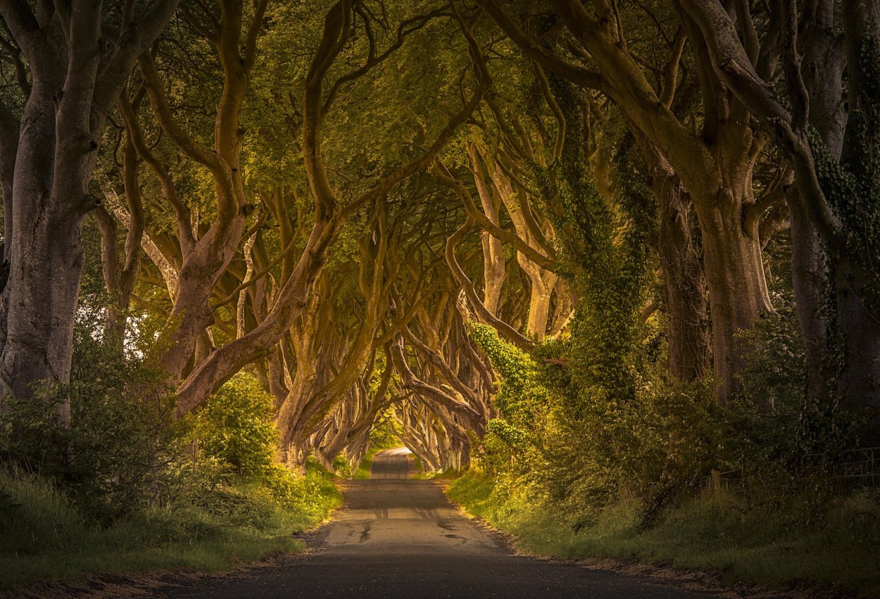 Дарк Хеджес Северная Ирландия