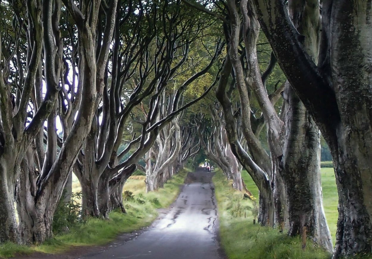 Тропинка среди деревьев