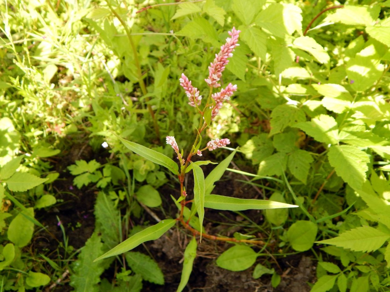 Горец красильный (Polygonum tinctorium)