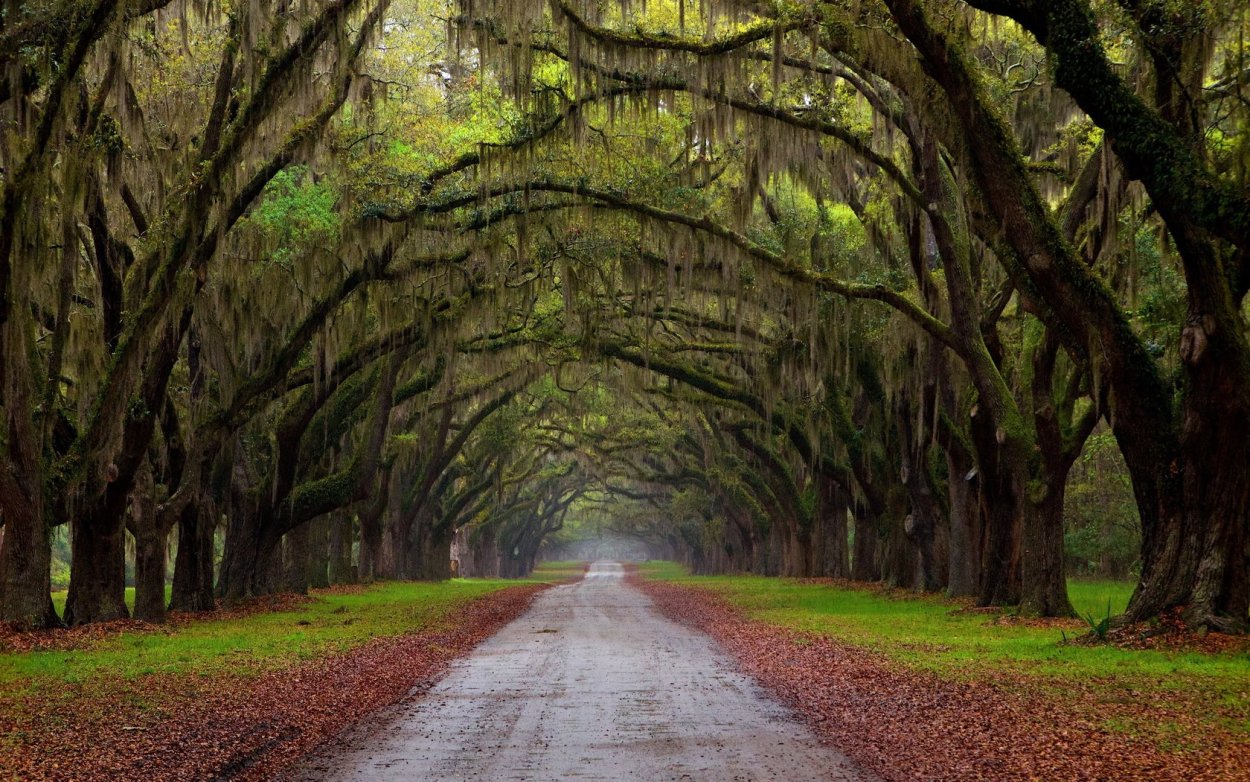 Сосновые леса Ирландии