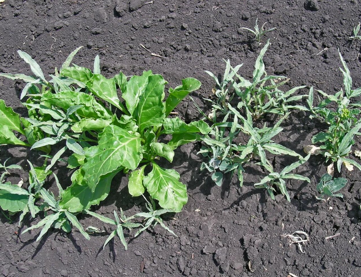 Горец почечуйный всходы