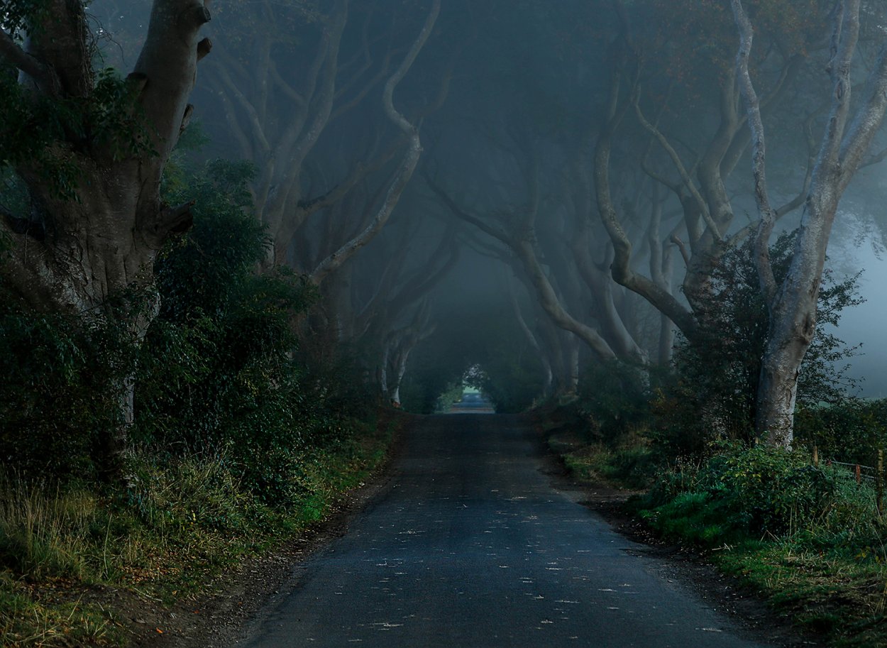 Аллея из деревьев