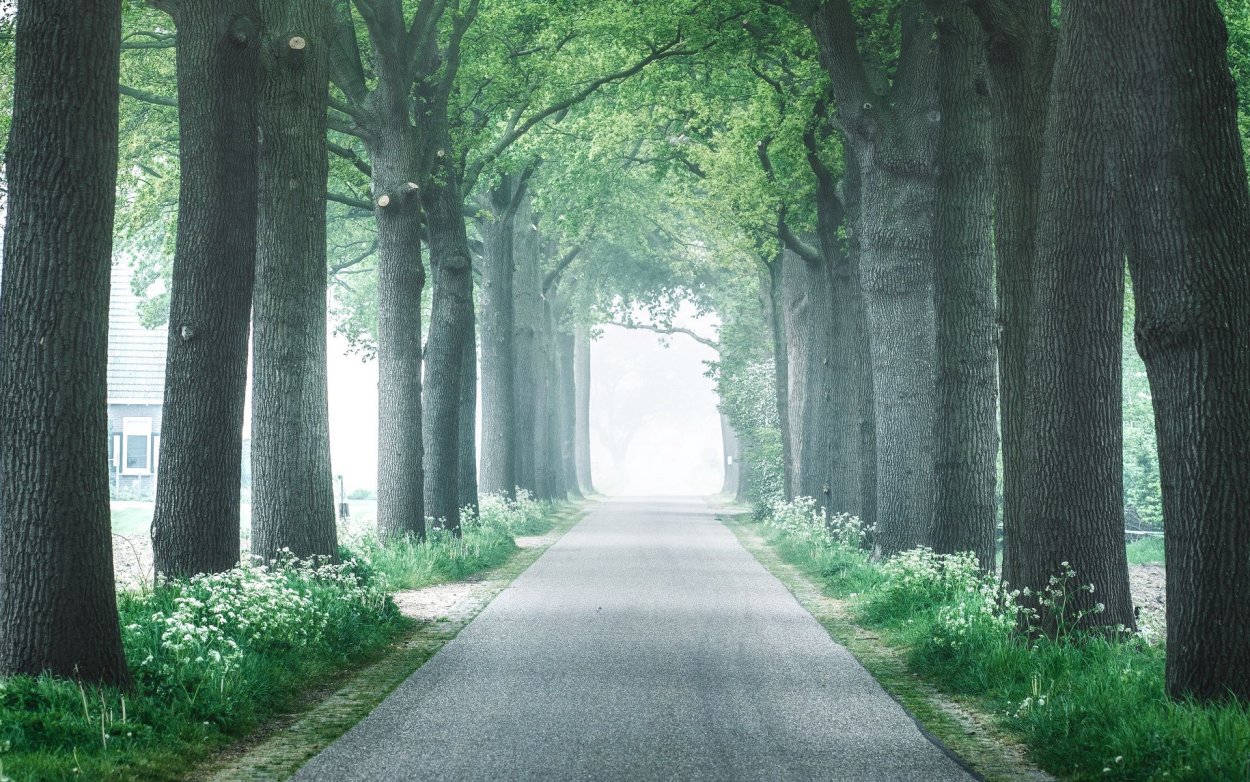 Мистичная аллея в Ирландии