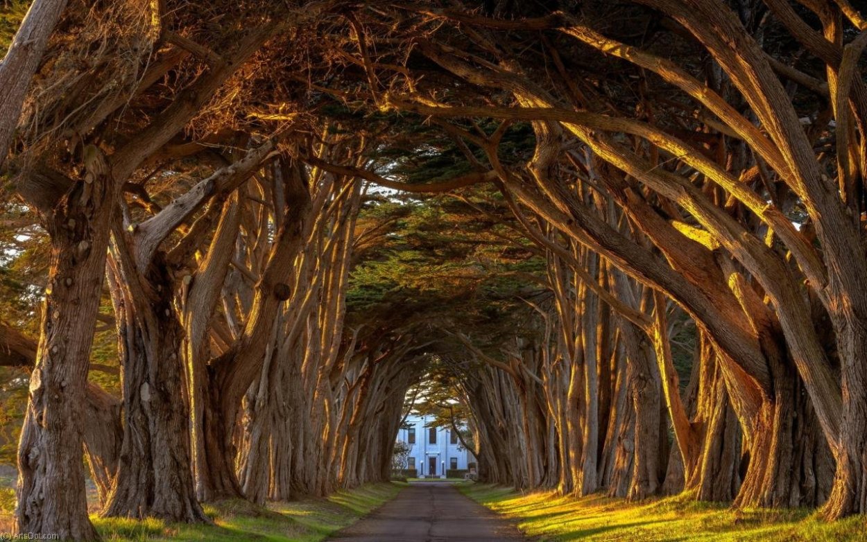 Аллея дарк Хеджес Великобритания