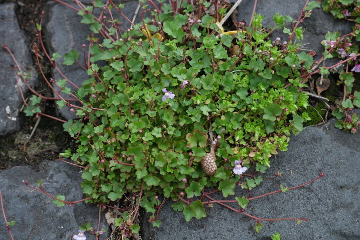 Цимбалярия постенная Cymbalaria muralis