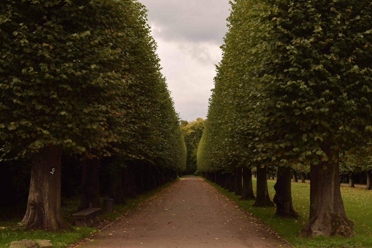 Аллея дарк Хеджес Великобритания