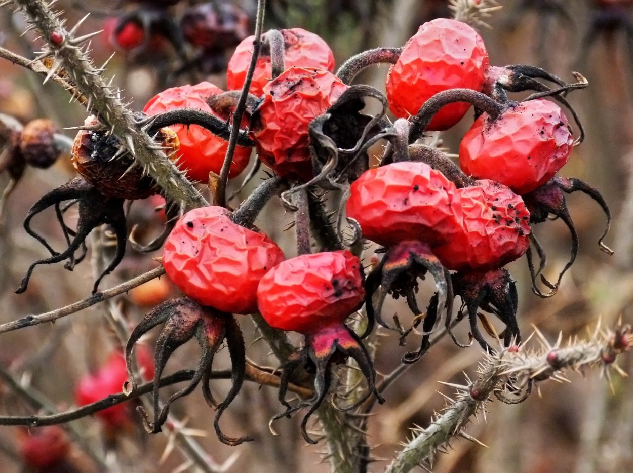 Шиповник ШИПАСТЫЙ плод