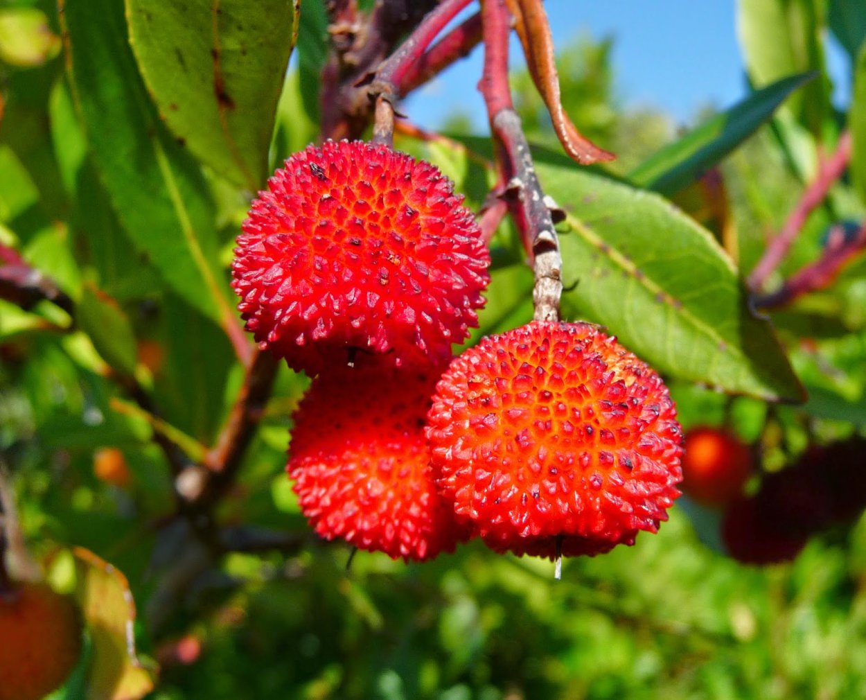 Арбутус Земляничное
