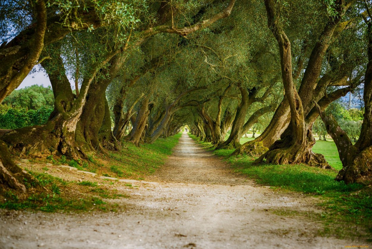 Аллея дарк Хеджес