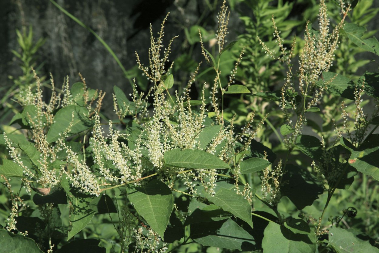 Горец Вейриха