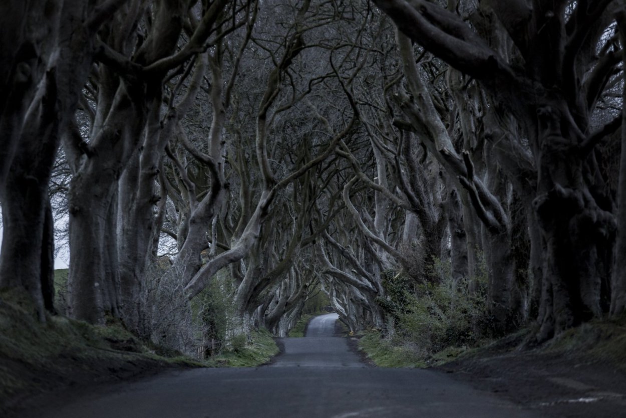 Плантация дубовая аллея