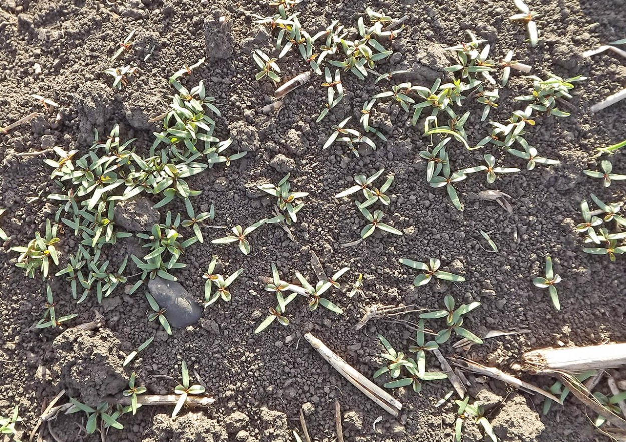 Щирица жминдовидная сорняк