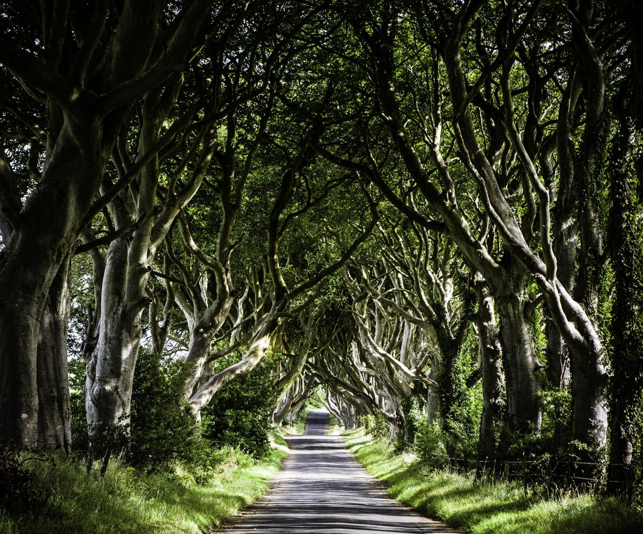 Буковая аллея Северная Ирландия