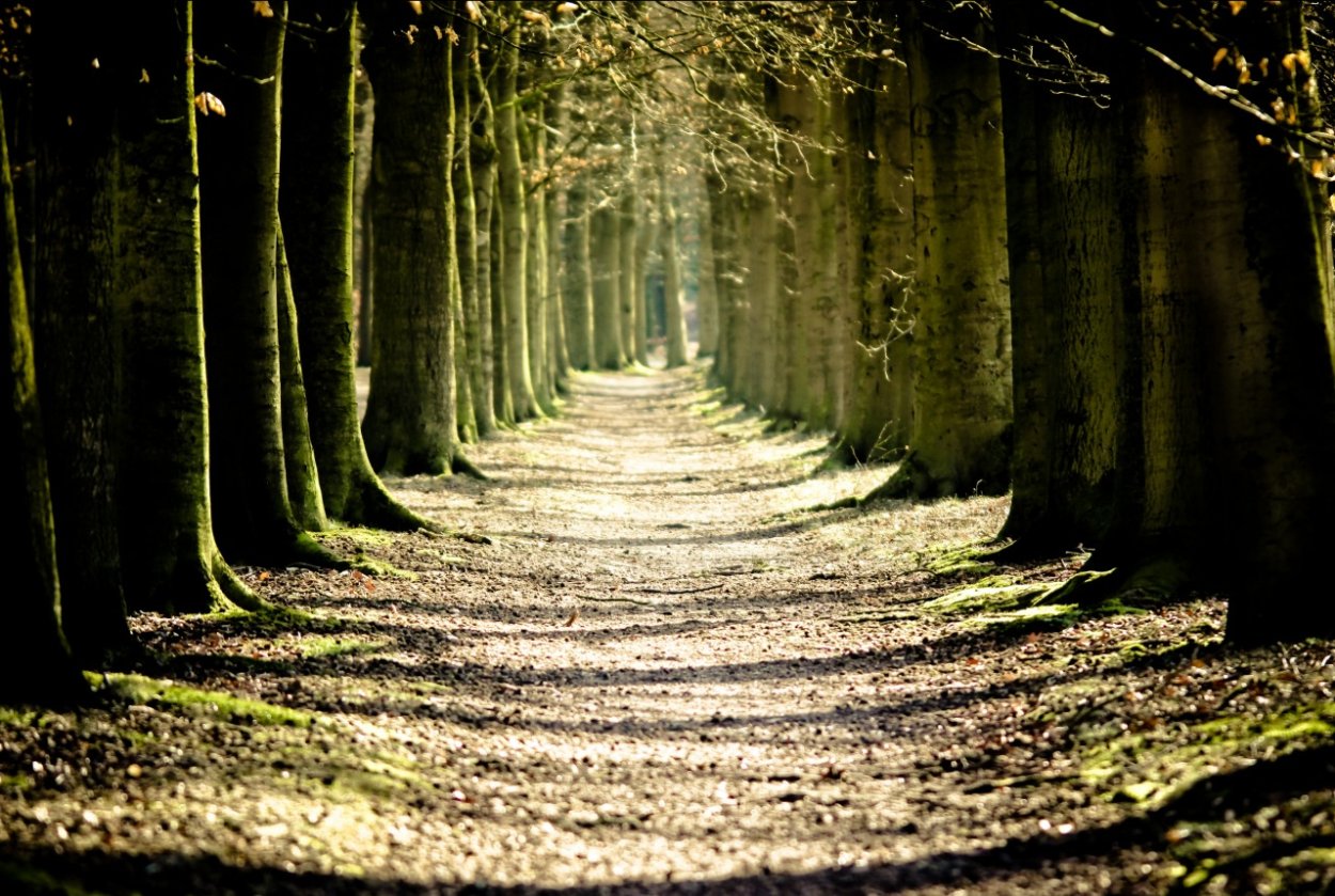 Арка из деревьев на дороге