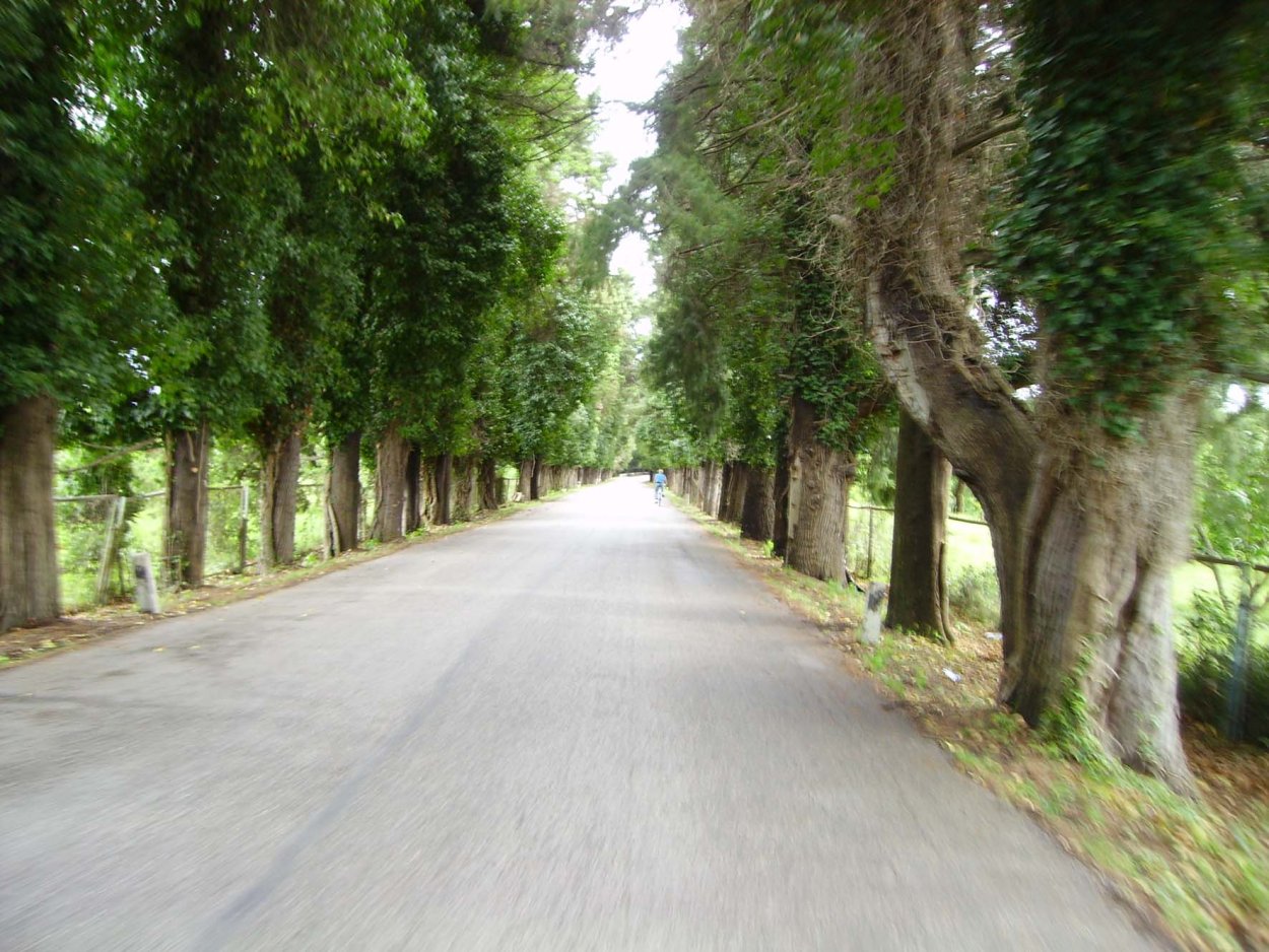 Париж Тисовая аллея