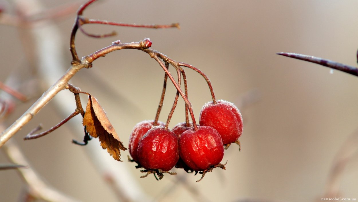 Ветка боярышника