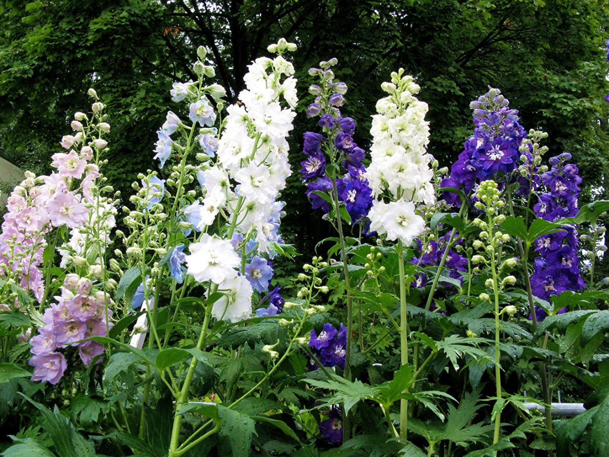 Дельфиниум Pacific "Astolat"