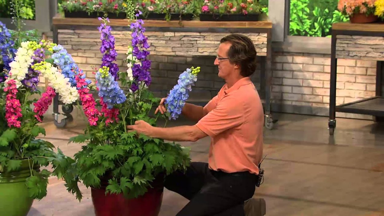 Дельфиниум Пинк Пауэр