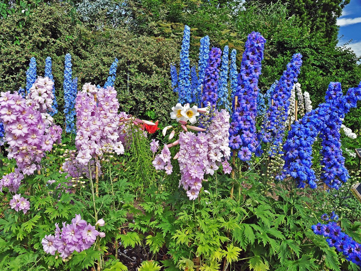 Семена дельфиниум гроздь сапфиров Агроуспех