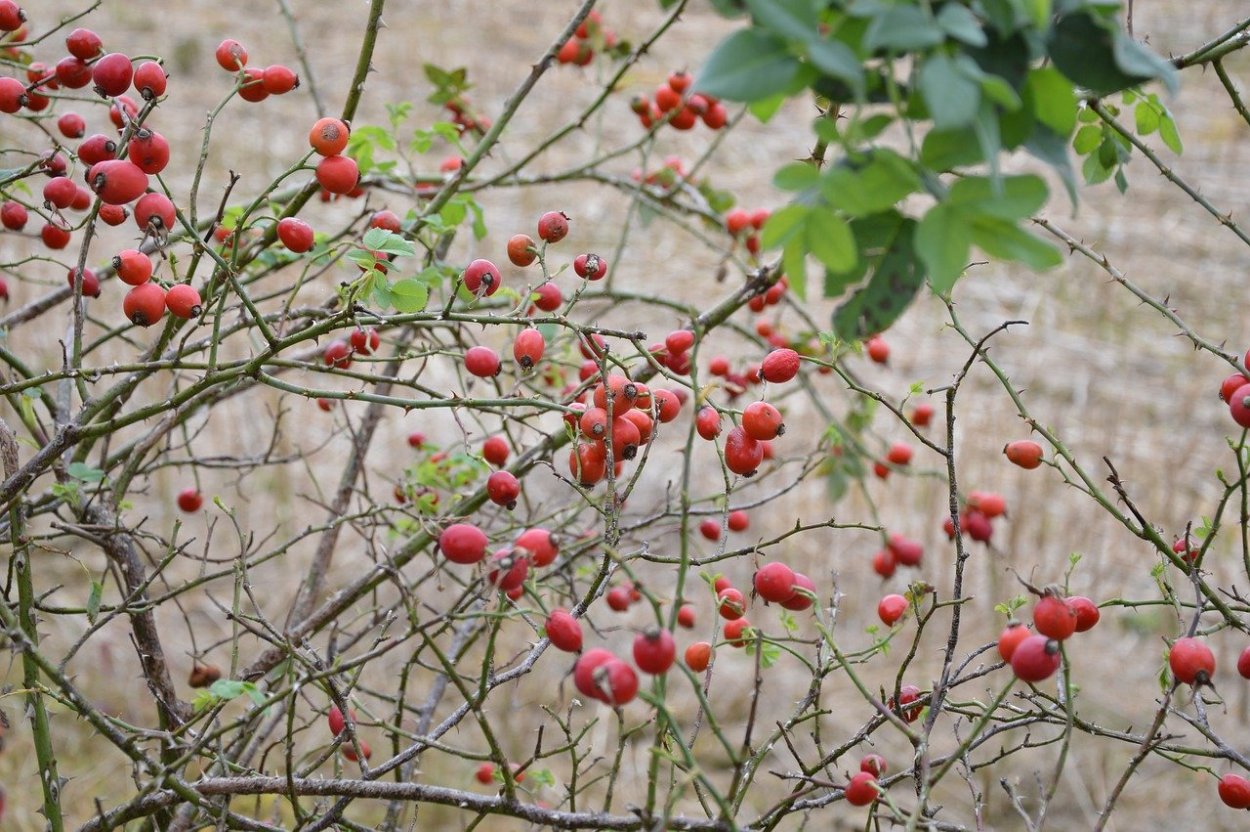 Кизил колючки