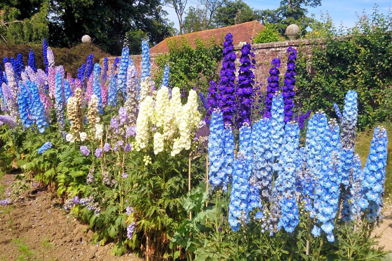 Дельфиниум Блю оушен