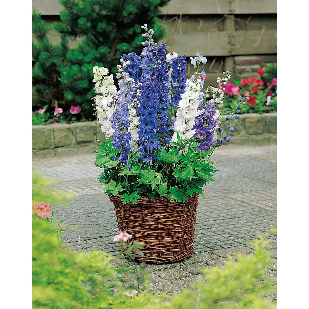 Дельфиниум Аякса