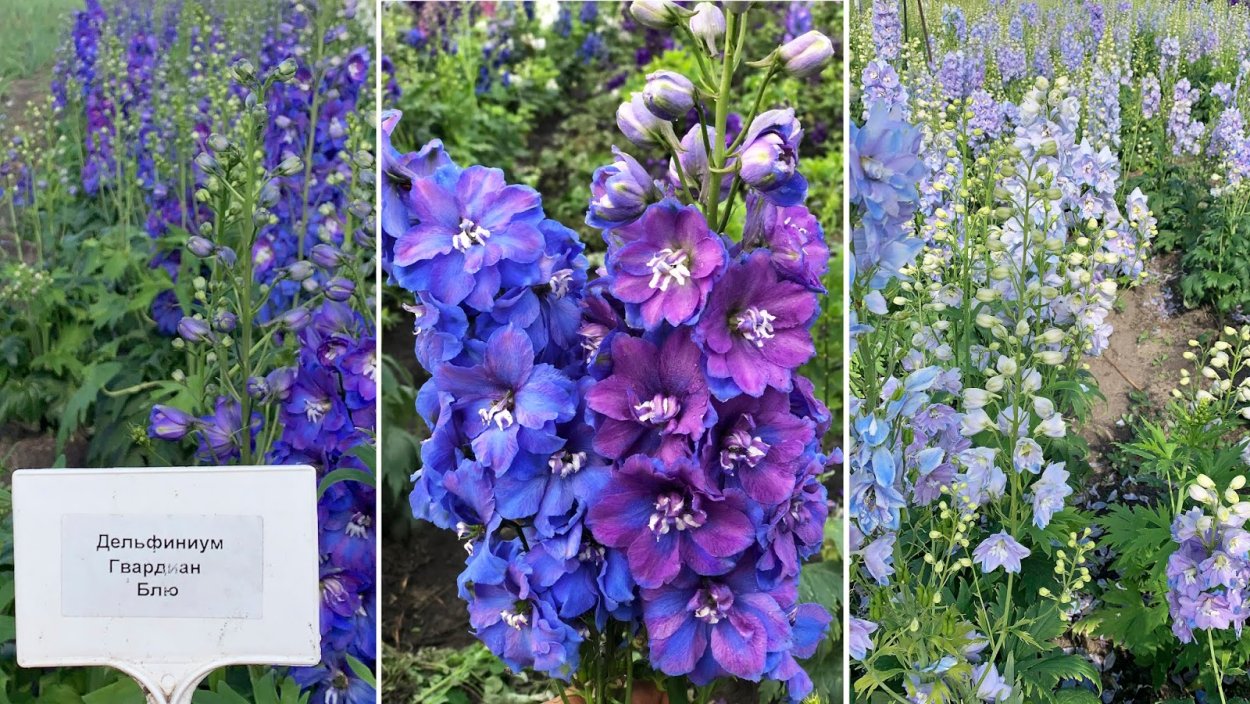 Дельфиниум DELPHI'S Jewel