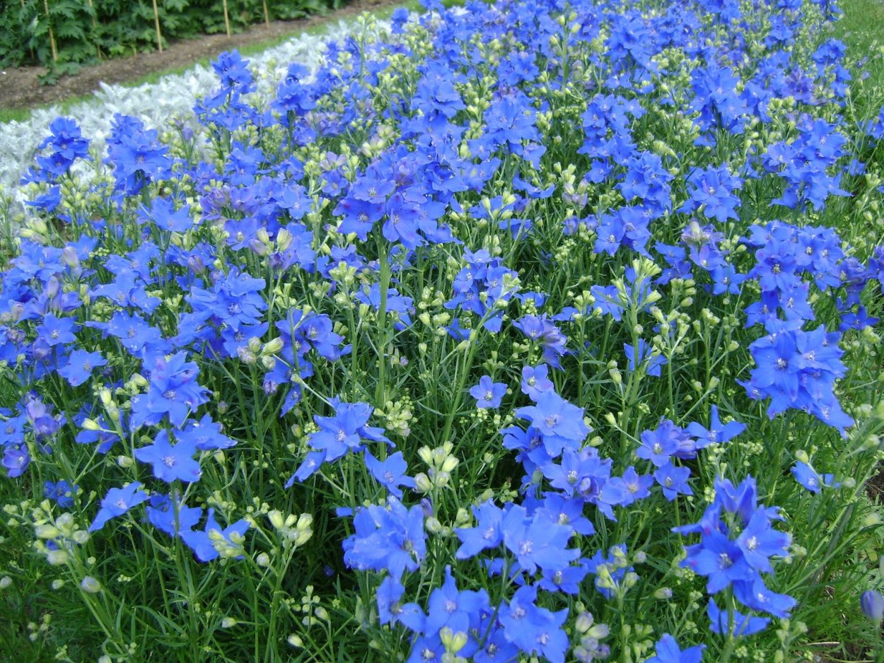 Дельфиниум Алиса