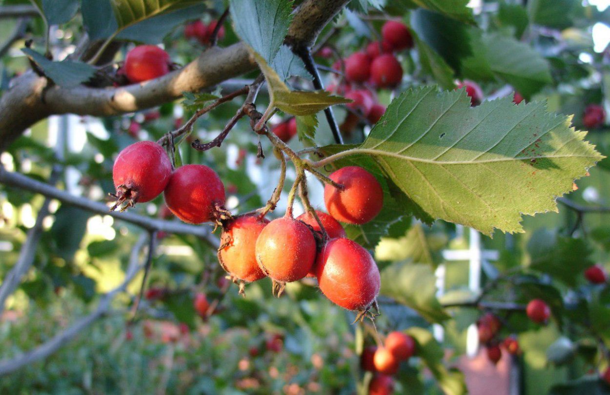 Плоды шиповника и боярышника