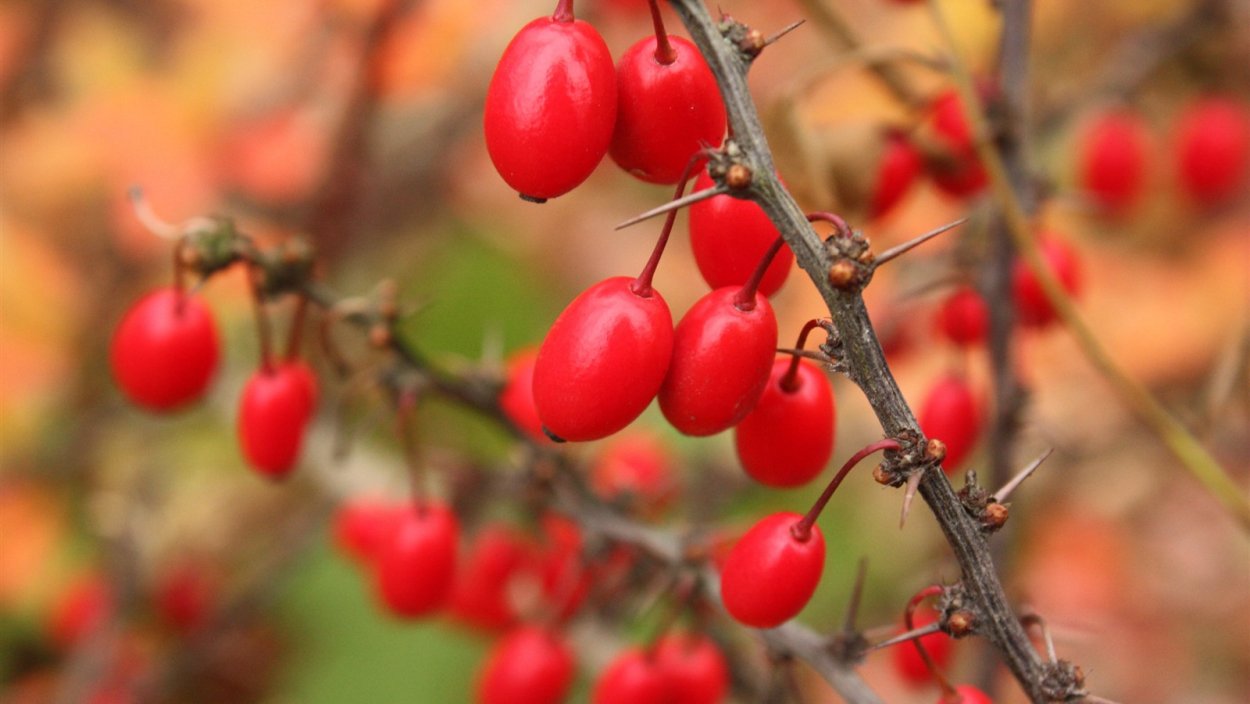 Барбарис красный ягоды