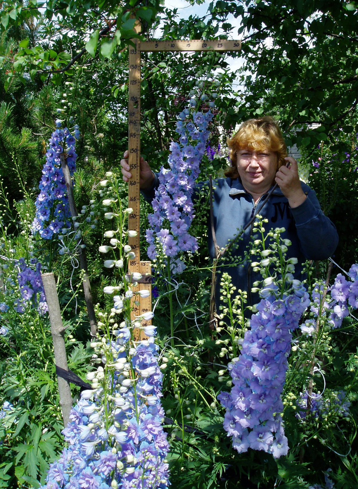 Дельфиниум многолетний