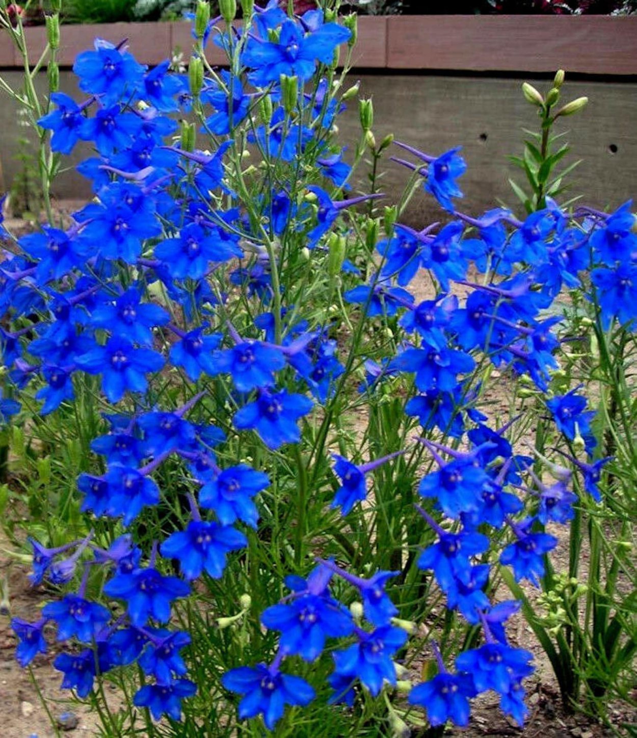 Дельфиниум Delphinium