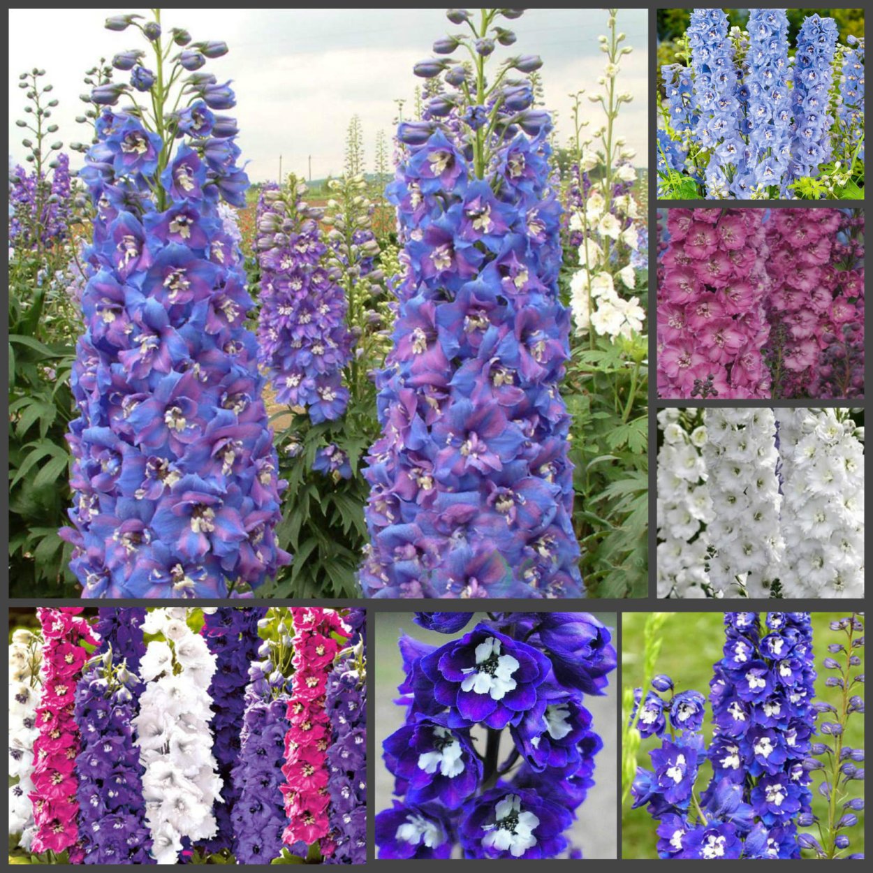 Дельфиниум Аякса