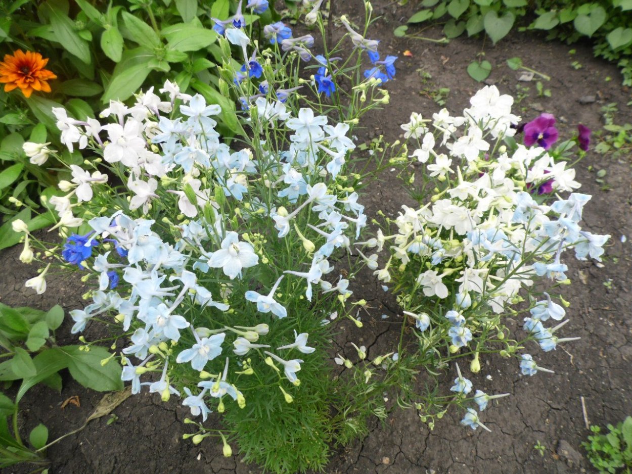 Дельфиниум грандифлора