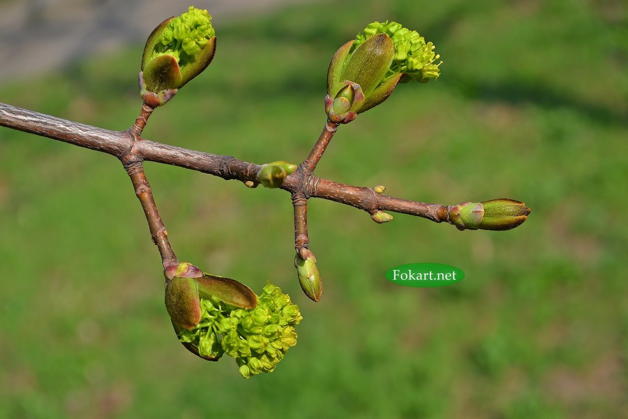 Распускание почек клена остролистного