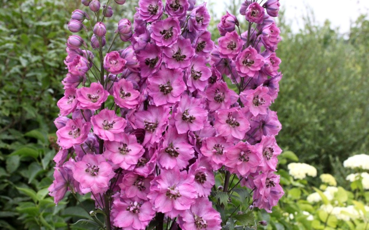 Шпорник дельфиниум