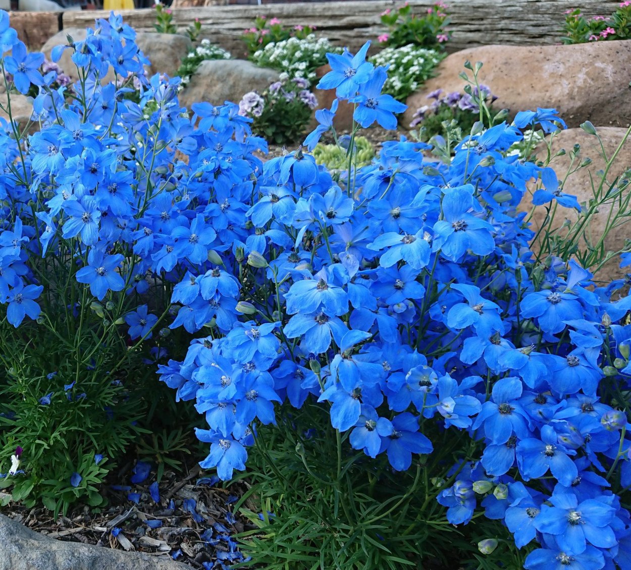 Дельфиниум Аяксов клумба