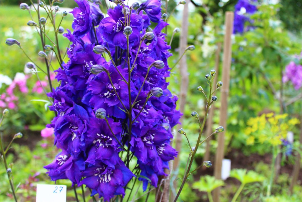Дельфиниум китайский Василечек