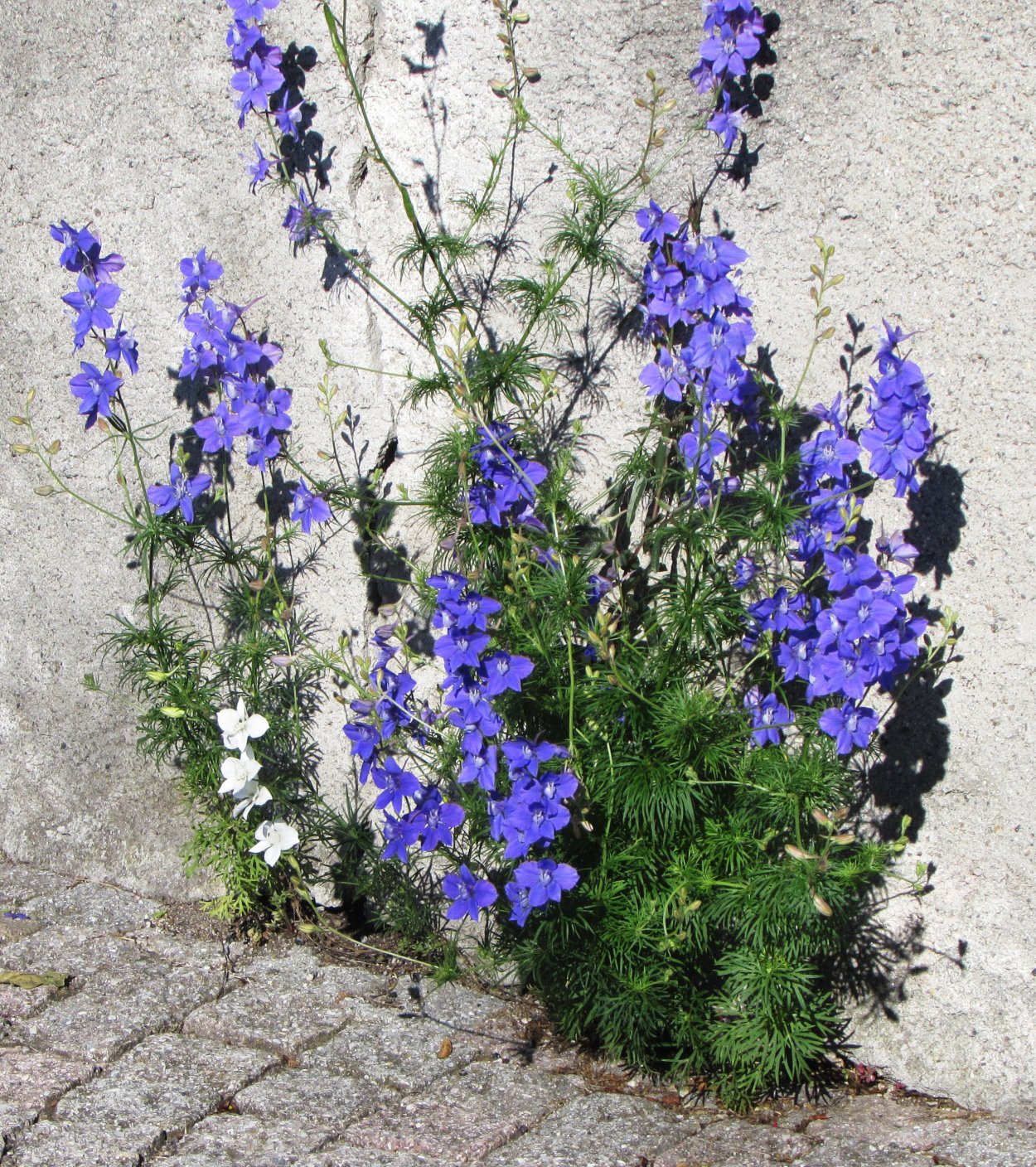 Дельфиниум Король Лондона