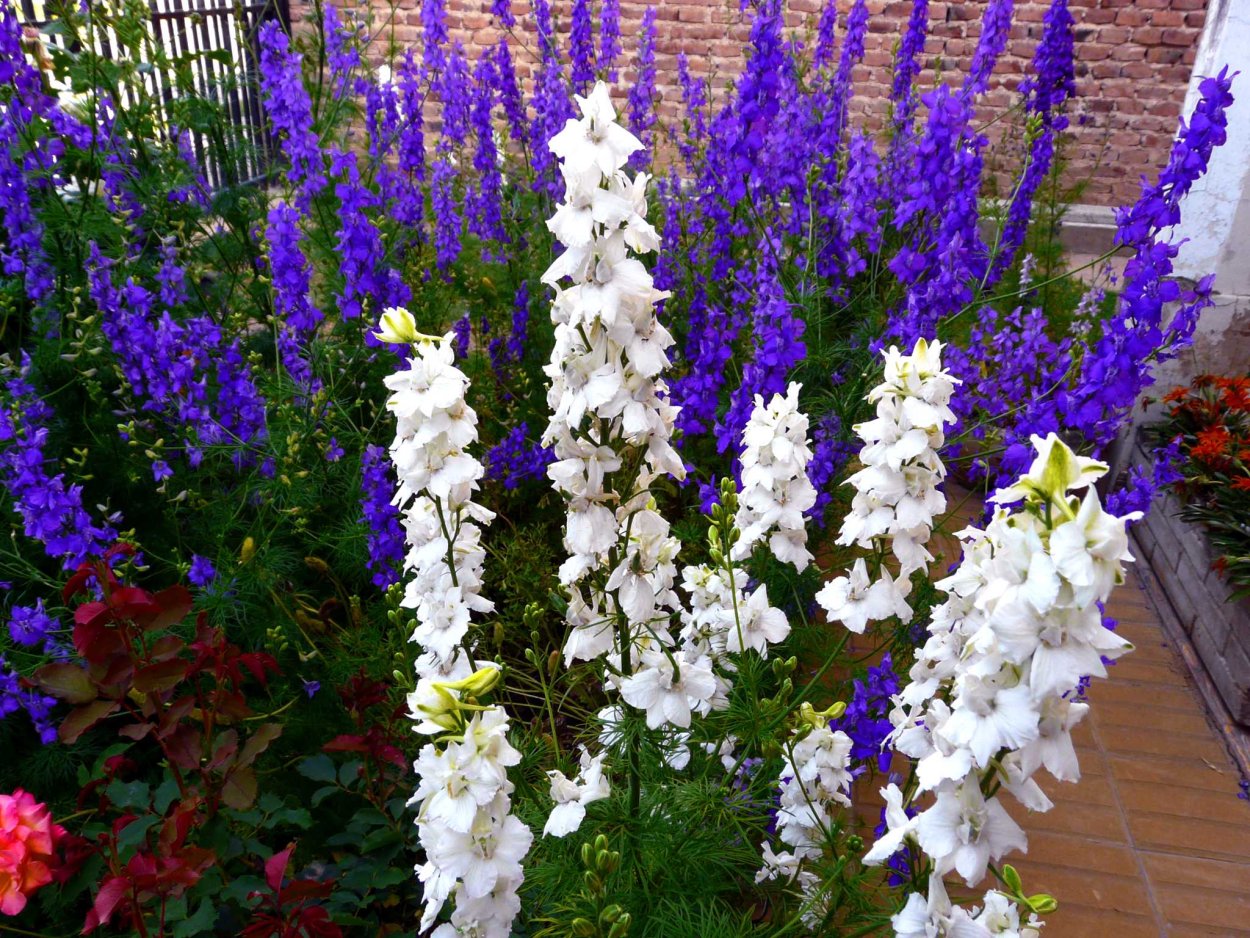 Лобелия с дельфиниумом