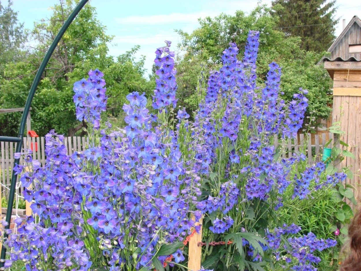 Дельфиниум многолетник