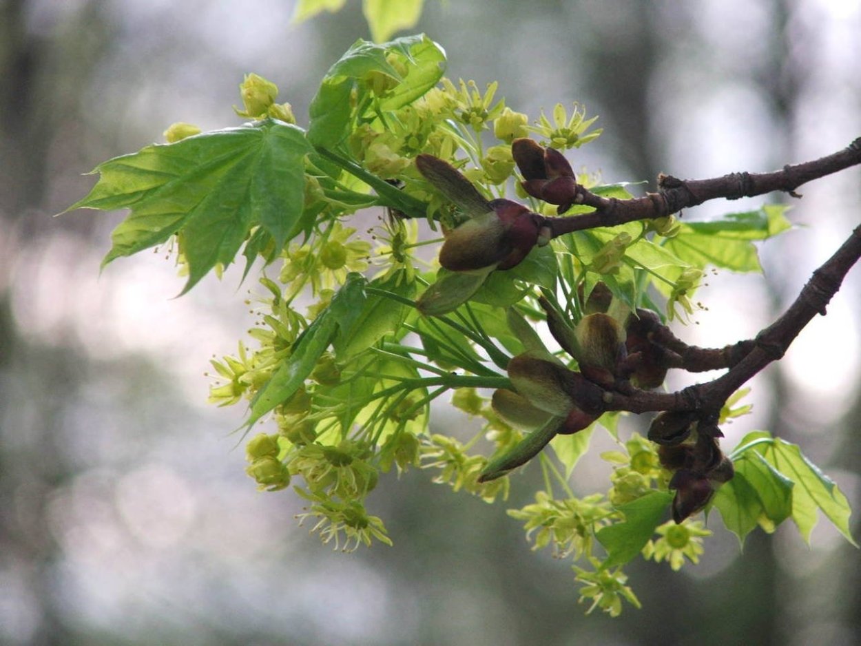 Клен остролистный ветка