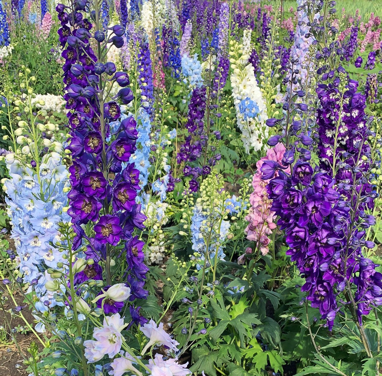 Дельфиниум культурный контейнерные