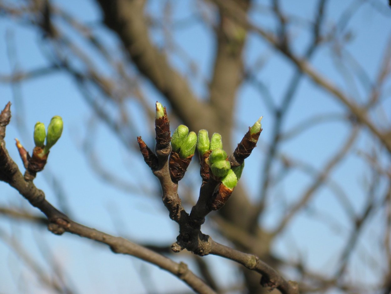 Тополиные почки